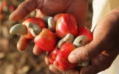 La chute de la demande mondiale de noix de cajou pousse l'industrie  ivoirienne au bord de l'effondrement - Abidjan.net News